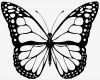3d Vorlagen Zum Drucken Genial Ausmalbilder Zum Ausdrucken Schmetterling Incredible