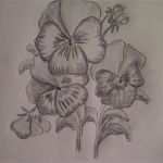 3d Zeichnen Vorlagen Elegant Blume Zeichnen Stiefmütterchen Veilchen Zeichnen