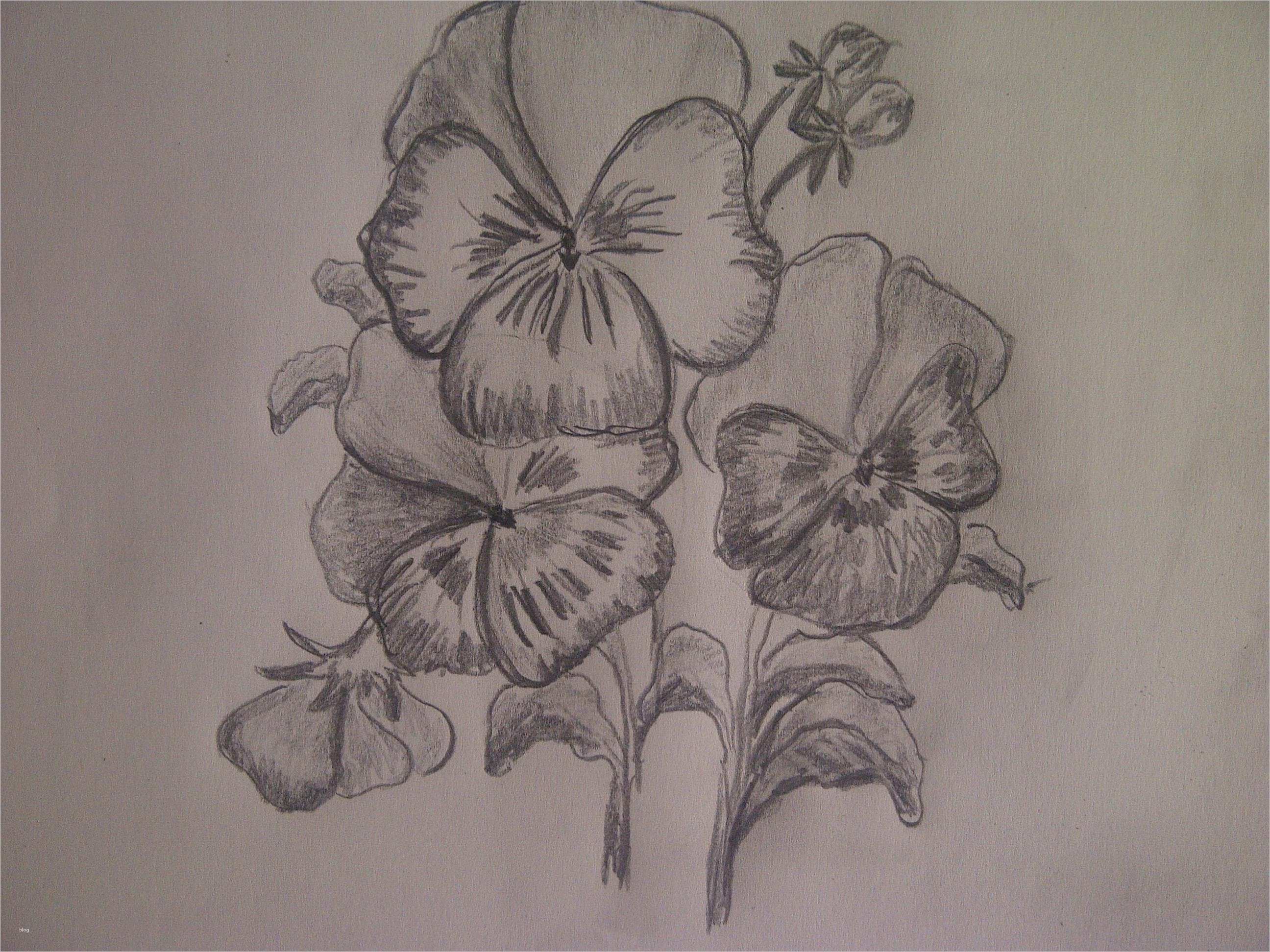 3d Zeichnen Vorlagen Elegant Blume Zeichnen Stiefmütterchen Veilchen Zeichnen