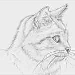 3d Zeichnen Vorlagen Fabelhaft 55 Neu 3d Zeichnen Vorlagen Abbildung