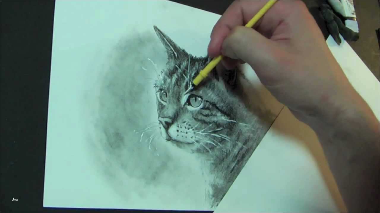 3d Zeichnen Vorlagen Großartig Katze Zeichnen Lernen Yeah 1 Freitags Lektion
