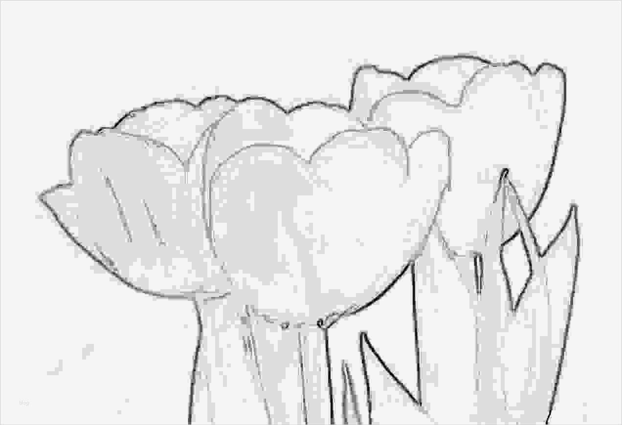 Acrylbilder Vorlagen Für Anfänger Zum Drucken Schön Tulpe Zum Ausmalen Ajilbab Portal Picture to Pin On