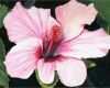 Acrylmalerei Vorlagen Gut Bild Hibiskus Acrylmalerei Blumen Hibiskusblüte Von