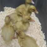 Amerikanisches Journal Vorlage Kostenlos Wunderbar Amerikanische Pekingenten