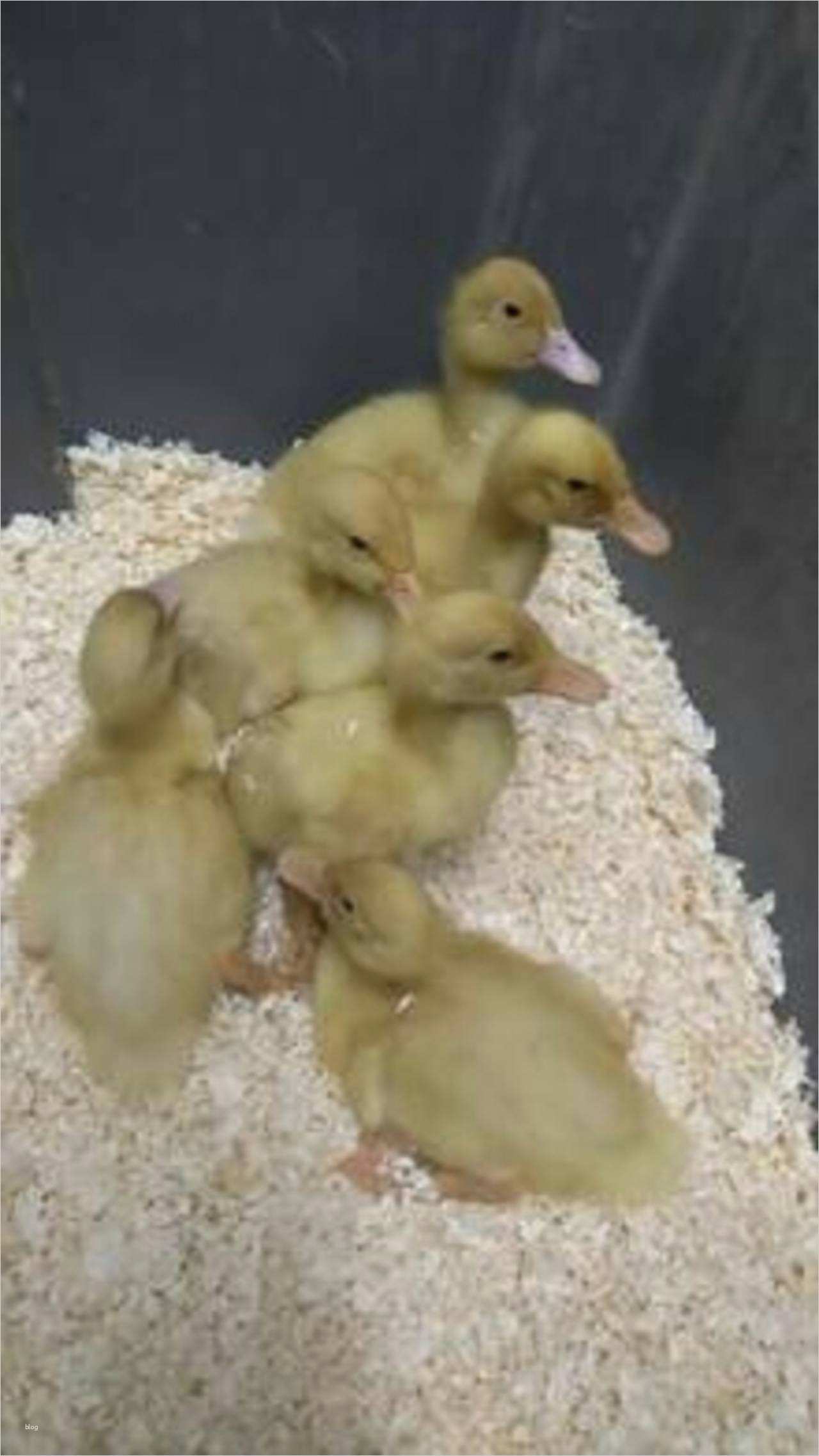 Amerikanisches Journal Vorlage Kostenlos Wunderbar Amerikanische Pekingenten