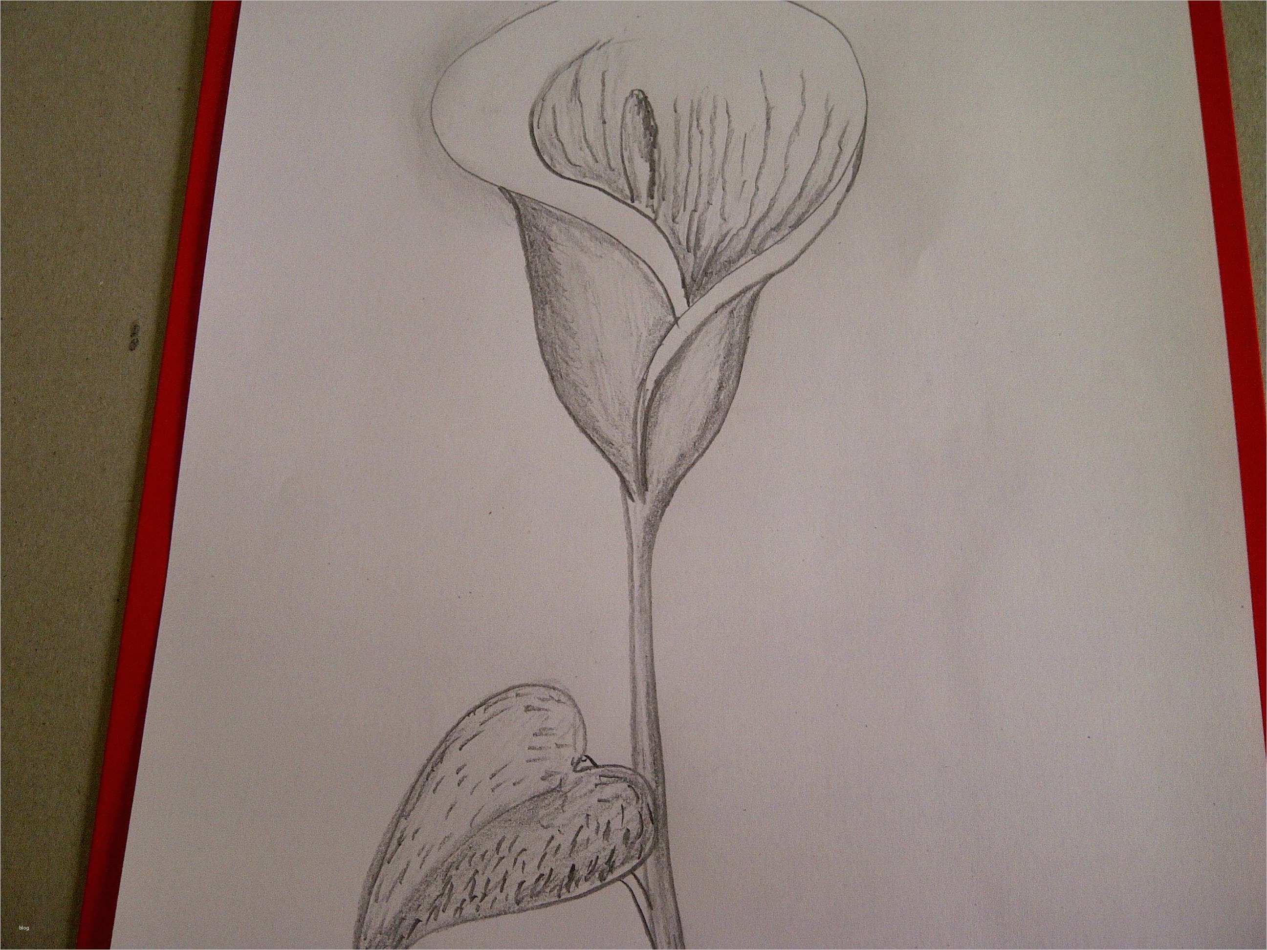 Anime Zeichnungen Vorlagen Für Anfänger Wunderbar Calla Zeichnen Blume Zeichnen Zeichnen Lernen Für