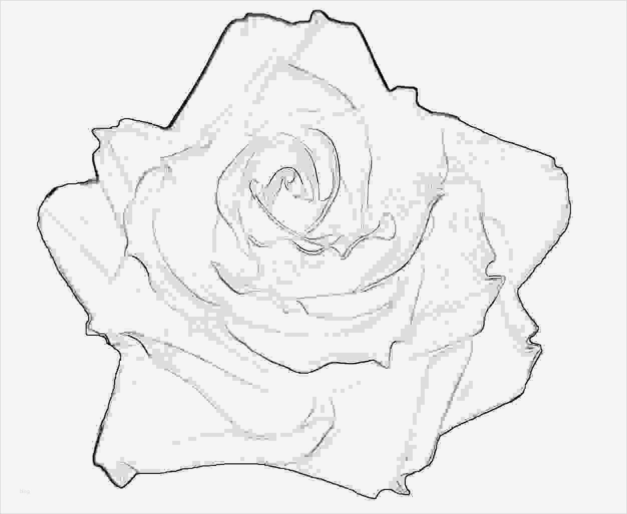 Aquarell Vorlagen Zum Ausdrucken Elegant Blumen Rosenblüte Tätowiervorlage