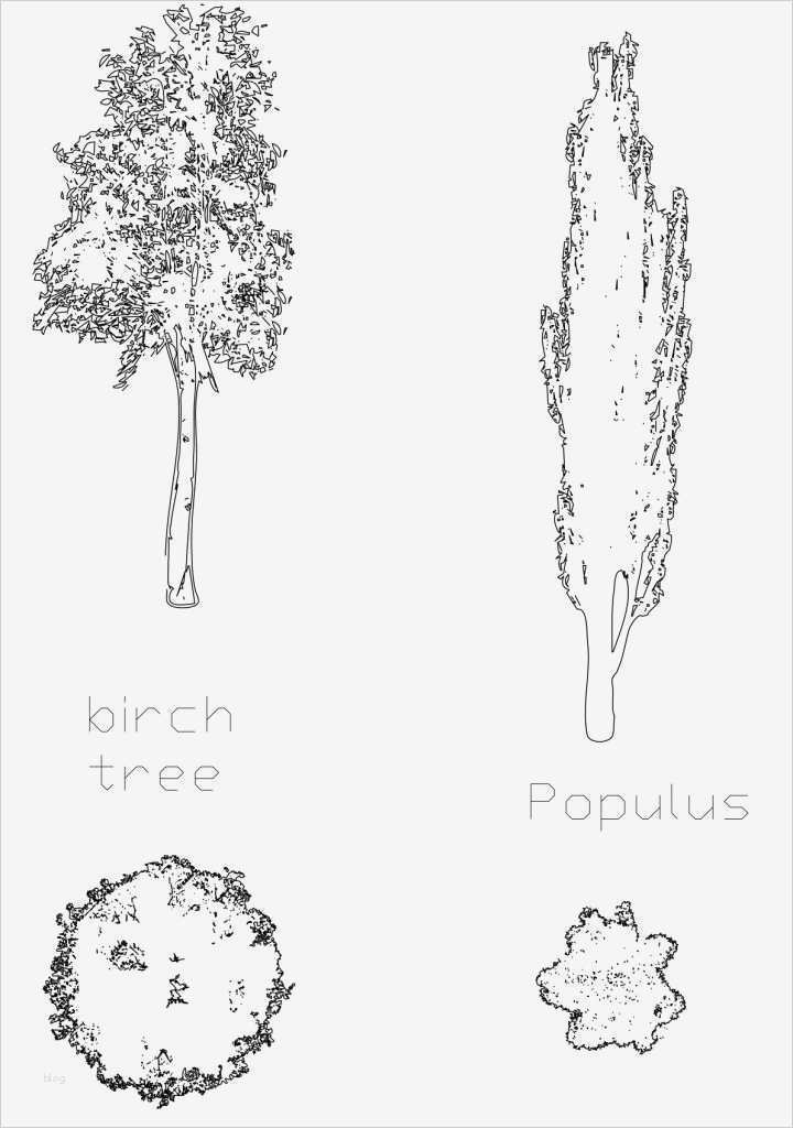 Autocad Blöcke Vorlagen Wunderbar Birch and Populus 720x1024 720×1024