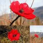 Basteln Mit Filz Vorlagen Erstaunlich Filzen Kostenlose Bastelanleitungen