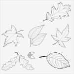Blätter Vorlagen Zum Ausschneiden Best Of Blätter Vorlagen Zum Ausdrucken Spieleking