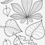 Blätter Vorlagen Zum Ausschneiden Erstaunlich Ausmalbilder Blätter … Papierarbeiten