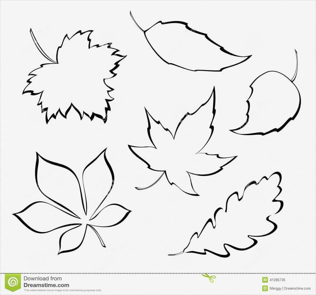 Blätter Vorlagen Zum Ausschneiden Fabelhaft Stilisierte Blätter Vektor