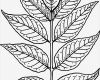 Blätter Vorlagen Zum Ausschneiden Wunderbar Ausmalbilder Blumen Bäume Blätter