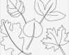 Blätter Vorlagen Zum Ausschneiden Wunderbar Vorlagen Zum Ausmalen Malvorlagen Blätter Ausmalbilder 2