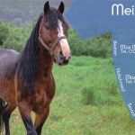 Boxenschilder Für Pferde Vorlagen Gut Boxenschild Design1