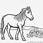 Boxenschilder Für Pferde Vorlagen Schönste Image