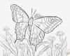 Brandmalerei Vorlagen Kostenlos Zum Ausdrucken Luxus 100 Schmetterlinge Zum Ausdrucken Gratis Bilder Ideen