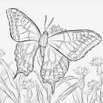 Brandmalerei Vorlagen Kostenlos Zum Ausdrucken Luxus 100 Schmetterlinge Zum Ausdrucken Gratis Bilder Ideen