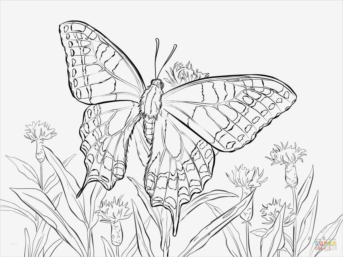 100 Schmetterlinge Zum Ausdrucken Gratis Bilder Ideen