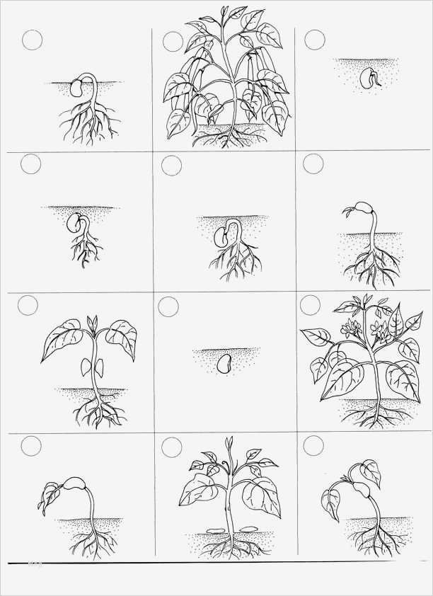 Daumenkino Vorlagen Zum Ausdrucken Kostenlos Cool Coloring Pages Plant Life Cycle Coloring Home