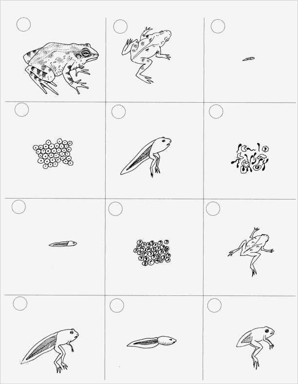 Daumenkino Vorlagen Zum Ausdrucken Kostenlos Fabelhaft 16 Best Of Science Worksheets Life Cycle Life
