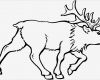 Elch Vorlage Best Of Gehender Elch Ausmalbild & Malvorlage Tiere