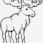 Elch Vorlage Gut Elch Mit Grossem Geweih Ausmalbild & Malvorlage Tiere