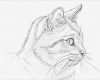 Engel Zeichnen Vorlagen Luxus 10 Ideen Zu Katze Zeichnen Auf Pinterest