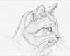 Engel Zeichnen Vorlagen Luxus Ein Katzenporträt Zeichnen Lernen