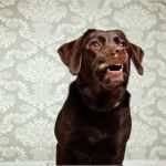 Erlaubnis Hundehaltung Mietwohnung Vorlage Gut Hundehaltung In Der Mietwohnung Darauf Kommt Es An