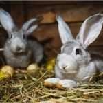 Erlaubnis Hundehaltung Mietwohnung Vorlage Inspiration Tierhaltung Archives Mietrecht