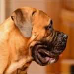 Erlaubnis Hundehaltung Mietwohnung Vorlage Inspiration Tierhaltung Archives Seite 2 Von 3 Mietrecht