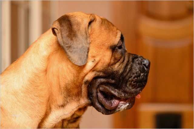 Erlaubnis Hundehaltung Mietwohnung Vorlage Inspiration Tierhaltung Archives Seite 2 Von 3 Mietrecht