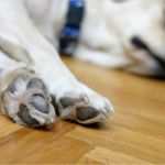 Erlaubnis Hundehaltung Mietwohnung Vorlage Luxus Mietsachschaden Durch Hundepfoten