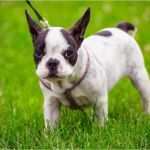 Erlaubnis Hundehaltung Mietwohnung Vorlage Luxus Tierhaltung Archives Seite 2 Von 3 Mietrecht