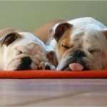 Erlaubnis Hundehaltung Mietwohnung Vorlage Süß Hundehaltung In Der Mietwohnung Tierfreund