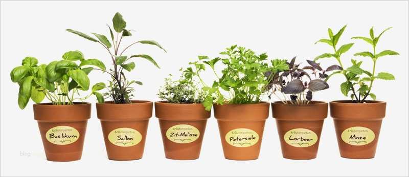 Etiketten Gewürze Vorlagen Erstaunlich Etiketten Für Marmelade– Und Selbstgemachtes Aus Der Küche