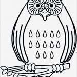 Eule Vorlage Zum Ausschneiden Best Of Eule Basteln