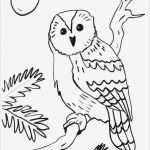 Eulen Basteln Vorlagen Zum Ausdrucken Elegant Kostenlose Malvorlage Eulen Eule Auf Einem ast Zum Ausmalen