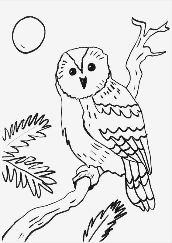 Kostenlose Malvorlage Eulen Eule auf einem Ast zum Ausmalen