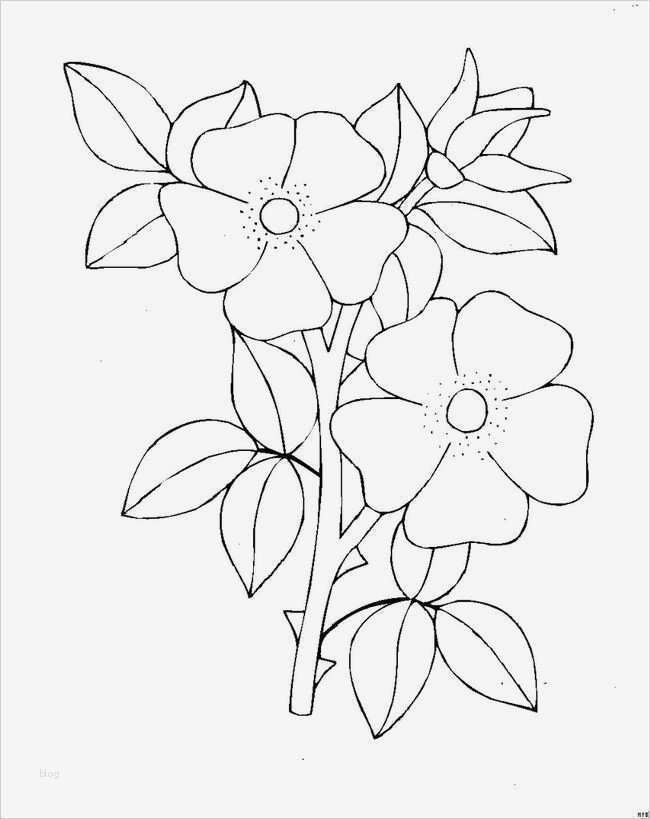 Fadengrafik Vorlagen Zum Drucken Hübsch Fadengrafik Vorlagen Kostenlos Zum Ausdrucken – Vorlagen 1001