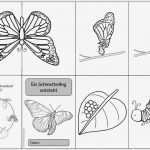 Faltbuch Vorlage Genial Faltheft &quot;ein Schmetterling Entsteht&quot;
