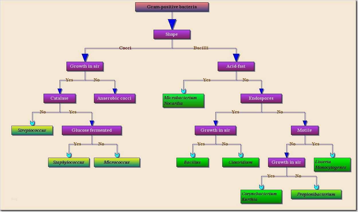 Familienstammbaum Vorlage Cool Wie Macht Man Ein Grafisches Diagramm Ähnlich Stammbaum