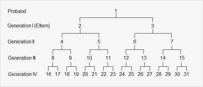 Familienstammbaum Vorlage Wunderbar Stammbaum formular Vorlagen Gratis