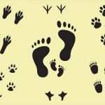 Fau Powerpoint Vorlage Erstaunlich Groß Baby Fußabdruck Vorlage Fotos Beispiel