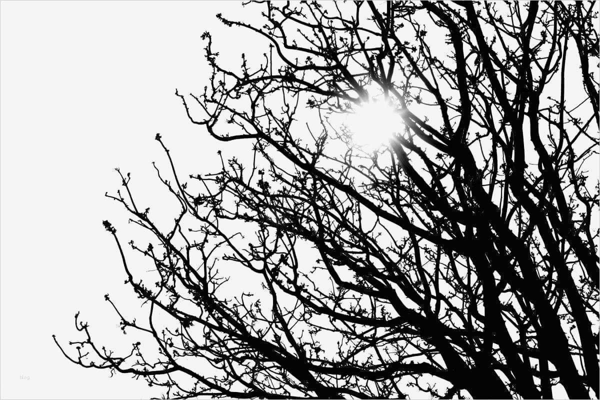 Fehlerbaumanalyse Vorlage Best Of Ziemlich Fehlerbaum Analyse Vorlage Bilder Entry Level