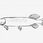 Fisch Vorlage Zum Ausschneiden Großartig Vorlagen Zum Ausmalen Malvorlagen Fisch Ausmalbilder 5