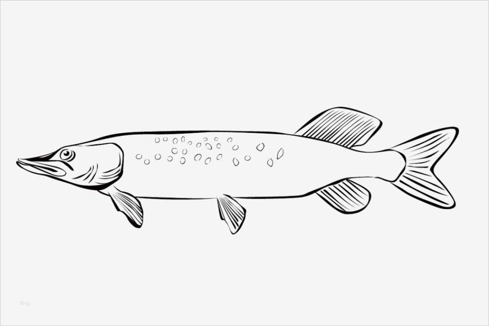 Fisch Vorlage Zum Ausschneiden Großartig Vorlagen Zum Ausmalen Malvorlagen Fisch Ausmalbilder 5