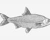 Fische Zeichnen Vorlagen Angenehm Раскраска Плотва