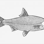 Fische Zeichnen Vorlagen Angenehm Vorlagen Zum Ausmalen Malvorlagen Fisch Ausmalbilder 4